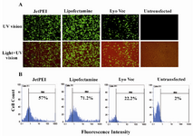 Figure 1. EGFP expression profile in HEK293-FT cell line transfected by different transfection reagents. A) fluorescence microscopy images (10x), B) flow cytometry plots, values presented in flow cytometry plots represent percent of EGFP expression