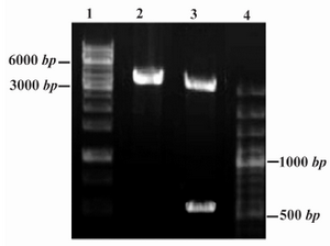 Figure 2. Restriction analysis of PICZαA-Epo construct (4.1 Kbp). DNA fragments were analyzed by 1% agarose gel electrophoresis. Lanes 1 and 4: DNA Ladder SM1163 and SM0321, respectively (Fermentas) Lane 2: Single digestion by Xba I (linear construct, 4.1 Kbp); Lane 3: Double digestion by Xho I and Xba I enzymes (linear pPICZαA and rHuEpo gene are identified as 3.6 Kbp and 540 bp fragments, respectively) 