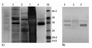 Figure 4. Analyses of P.pastoris-secreted rHuEpo by SDS-PAGE and western blotting. A) Silver stained SDS-PAGE view of different steps in purification of the rHuEpo by IMAC. Lane C: P.pastoris (wild type X-33) transformed with PICZαA plasmid without the inserted Epo gene (control negative); Lane 1: loaded sample (concentrated supernatant); Lane 2: flow through of loading and prewashing; Lane 3: flow through of washing; Lane 4: Eluted (purified) Pichia-derived rHuEpo protein; M: Protein size marker SM0431 (Fermentas). B) Western blot view of crude and concentrated supernatant rHuEpo (Lane 1), flow through of loading and prewashing (Lane 2) and eluted (purified) Pichia-derived rHuEpo protein (Lane 3) using monoclonal anti-human Epo antibody