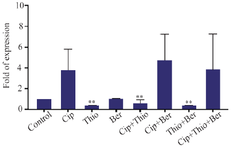 <p>Figure 1. The<em> adeB</em> gene expression of <em>A. baumanii</em> in different treatment groups; treatment with thioridazine, ciprofloxacin+ thioridazine, and thioridazine+berberine significantly decreased <em>adeB</em> gene expression in clinical and standard strains of <em>A. baumanii</em> (Cip: Ciprofloxacin, Ber: Berberine, Thio: Thioredazin).</p>

