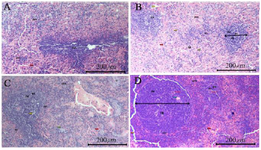<p>Figure 5. Differences in spleen histology, A) Spleen histology in the negative control group (G0), B) Spleen histology in the F-MaCg 75 <em>mg/g</em> Body Weight Group (G1), C) Spleen histology in the F-MaCg 150 <em>mg/g</em> Body Weight group (G2), D) Spleen histology in the F-MaCg 300 <em>mg/g</em> Body Weight group (G3).</p>
<p>Description: pm = Red pulp, pp = White pulp, pg = Germinal center, zm = Malignancy zone, as = Central artery, tr = trabeculae.</p>
<p>= Macrophage</p>
<p>= Blood components</p>
<p>= hydropic degeneration</p>
<p>= Plasma cell</p>