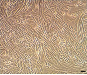 <p>Figure 1. The expansion of rat bone marrow mesenchymal stem cells occurs <em>in vitro</em> condition under inverted microscopy (scale bar: 100 <em>&micro;m</em>).</p>