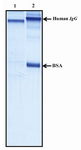 Figure 3. SDS-PAGE analysis of purified anti-P110 antibody. Polyclonal anti-P110 antibody was produced in rabbit and purified over peptide affinity column. The purity of purified antibody was assessed by SDS-PAGE. Lane 1) Purified antibody. Lane 2) A mixture of human IgG and BSA for comparison