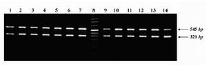 Figure 3. Representative expression profile of ROR1 in different subgroups of CLL patients. PCR amplicons of ROR1 (545 bp) and β-actin (321 bp) genes were electro-phoresed on 1.5% ethidium bromide-stained agarose gel and photographed. Lanes 1-4: patients with indolent disease; Lanes 5-7: patients with progressive disease; lane 8: size marker; Lanes 9-11: patients with mutated leukemic cells; Lanes 12-14: patients with unmutated leukemic cells 
