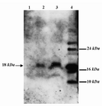 Figure 3. Western blot analysis of expression of GRA5 in HEK 293-T cell. Expression of the GRA5 protein was evaluated in HEK 293-T cells transfected with pGRA5. The recombinant protein was probed with the mAb anti-GRA5 TG17-113 and GRA5 was found as a band of about 18 kDa, which was about the same size of the native protein (Lanes 2 and 3). Untransfected HEK 293-T cells were used as the negative control (Lane 1) and takyzoites of RH strain were used as the positive control (Lane 4)
