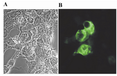 Figure 4. Immunofluorescence expression analysis of GRA5 in HEK 293-T cells transfected with pcDNA3.1 (A) or pGRA5 (B). At 72 hr post-transfection, the cells were fixed and immunofluorescence staining was performed using a mAb anti-GRA5 followed by FITC-conjugated anti-mouse IgG. Fluorescent images were examined
