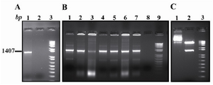 Figure 1. PCR amplification and cloning. A) Ror1-ECD PCR amplification (Lane 1). B) Colony PCR screening for identifying the recombinant clones (Lanes 1-7). C) Lane 1 is undigested and Lane 2 is KpnI/XbaI double di-gestion of a representative recombinant clone. The mar-ker is a1 kb plus DNA ladder