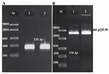 Figure 1. Agarose gel (1%w/v) electrophoresis. A) Isolation of ctxB by PCR. Lane 1 and 2: expected single bands of ctxB; Lane M: DNA size marker (Fermentase, Cat No: SM 1113). B) Digestion of recombinant vector by restriction endonucleases after plasmid extraction. Lane 1: recombinant vector, pQE30-ctxB, digested with BamHI and Hind III; Lane 2: pQE30 digested with the same enzymes. Lane M: DNA size marker (Fermentase, Cat No: SM 1113)   