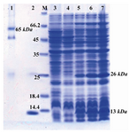 Figure 2. Detection of expressed and purified rCTB on SDS-PAGE (12% w/v) gel stained with coomassie blue G-250. Lane 1: purified rCTB under non-denaturing conditions; Lane 2: purified rCTB under denaturing conditions; Lane M: stand-ard protein size marker (kDa); Lane 3: pQE30 transformed bacteria; Lane 4: Un-induced sample; Lane 5, 6, and 7:  in-duced bacteria after 1, 2, and 4 hr of induction with IPTG, respectively.  In lane 2-7 presence of a band of about 26 kDa represents formation of dimeric CTB even after applying of denaturing conditions