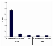 Figure 4. GM1-gangelioside binding assay of CTB pro-duced in E.coli M15. Wells coated with GM1 and BSA were incubated with boiled and unboiled CTB. PBS was used as negative control. The absorbance was measured at 450 nm  
