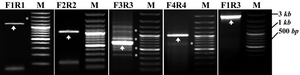 Figure 3. PCR steps for constructing different PPARγ1 promoter region. PCR-product bands: the molecular size marker [100 bp; Fermentas] (M) and four fragments of PPARγ1 promoter region; F1R1 (1190 bp), F2R2 (1040 bp), F3R3 (671 bp) and F4R4 (1032 bp) are indicated by arrow heads. Stars indicate nonspecific bands