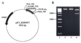 Figure 2. A) The map of recombinant plasmid (pET_ B2BMP7). The size of expression construct was 5915 bp, B) Restriction analysis of recombinant plasmid. Lane 1: Size marker; lanes 2, 3: Digestion of pET_B2BMP7 with NotI or EcoRV created linear plasmids (5915 kb); lane 4:  Digestion of recombinant plasmid with NotI/EcoRV created two fragments with expected sizes at 4095 bp and 1820 bp