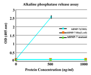 Figure 5. Alkaline phosphatase release assay. The purified monomer did not show any significant biological activity similar to the commercial BMP-7-His. As positive control, commercially available rhBMP-7 produced in CHO cells was used.  Each value is the mean of triplicates shown±SD