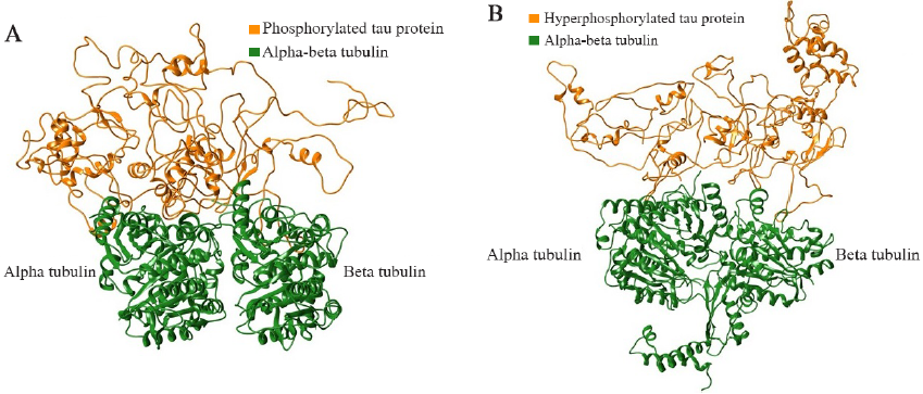 Role of Phosphorylation and Hyperphosphorylation of Tau in Its ...