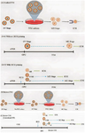 <p>Figure 1. Major IVM protocols. A) The main protocol of IVM, in which GV-stage COCs that are immature are developed to MII in vitro in a single step. A-a) Patients not get an hCG bolus prior Oocyte Pick-Up (OPU). A-b) Patients get a bolus of hCG prior to OPU, +/&minus; prior FSH priming. Only around 10&ndash;20% of the oocytes you collect will be in the MII stage; some of them are in the MI stage and majority are in the GV stage. &nbsp;The various phases of meiosis that occur during OPU required distinct types of treatment in the laboratory: MII need to be fertilized on the same day as OPU, while maturing and immature oocytes need IVM culture. B) A biphasic IVM protocol is similar to the standard IVM, except that it includes an extra pre-IVM culture stage. In this protocol, COCs are placed in a meiosis-promoting medium after intentionally arresting immature cumulus-enclosed oocytes for 24 <em>hr</em>. Patients may receive prior FSH priming, but hCG priming is inappropriate due to the need for intact compact COCs in this platform. C) This protocol involves maturing immature oocytes in the GV stage <em>in vitro</em>, which are obtained from conventional IVF cycles after ovarian stimulation and ovulation triggering, often using hCG. In most IVF centers, these oocytes are considered medically useless and are discarded. Rescue IVM oocytes are always cultivated without cumulus cells from GV to MII because these cells are removed after OPU before ICSI.</p>