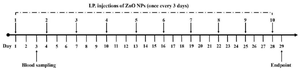 <p>Figure 1.&nbsp; The study design, ZnO NPs administration, and blood sampling.</p>