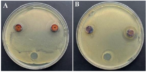 <p>Figure 5. The growth of bacterial test strains on metal disks: sputtering time A) 2 <em>hr</em>; B) 0,5 <em>hr</em>.</p>