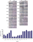 <p>Figure 6. Effect of various treatments on hWJMSCs-Sec toward the migration of human skin fibroblast cells.</p>
<p>*The data were presented as mean&plusmn;standard deviation. Different letters (a, b, c, d, e, f, g, h) showed significant variation among samples at p&lt;0.05. Data was analyzed using T-Test. Samples included: Scratched-cells (NC), Scratched-cells without FBS (Non-FBS), Scratched-cells+hWJMSCs-Sec (S), Scratched-cells+Freeze-dried hWJMSCs-Sec (FDS), Scratched-cells + Freeze-dried Medium Basal (FDMB), Scratched-cells+Freeze-Dried hWJMSCs-Sec Gel (FDSG), and Scratched-cells + Freeze-dried Gel Based (FDGB). Number on samples indicate the concentration used for treatment, 1) 1.3 <em>&micro;g/ml</em>, 2) 12.5 <em>&micro;g/ml</em>, and 3) 100 <em>&micro;g/ml</em>. While for Secretome (S), the number indicates the concentration of 1) 3.25%, 2) 12.5%, and 3) 50%.</p>
