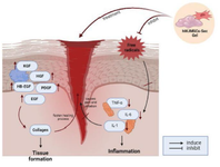 <p>Figure 7. Proposed mechanism of hWJMSCs-Sec gel as a wound healing agent.</p>
<p>* The treatment of hWJMSCs-Sec gel into the wounded skin can regulate some growth factors such as KGF, HGF, HB-EGF, PDGF, and EGF. The upregulation of these growth factors can induce the production of collagen, which plays a crucial role to regenerate tissue formation. The high antioxidant hWJMSCs-Sec gel also has the ability to scavenge free radicals, and inhibit the excessive inflammation that can cause irritation, redness, and pain in the wound.</p>