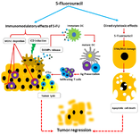 <p>Figure 1. Anti-tumor effects of 5-Fluorouracil in chemotherapeutic regimens. 5-FU chemotherapeutic agent exerts anti-tumor actions by its effects of direct cytotoxic and also activation of anti-tumor immunity. 5-FU, as an antimetabolite agent, can inhibit DNA/ RNA synthesis by misincorporation and then upregulate expression of P53 and proapoptotic genes. Beyond of its direct effects on tumor cells, 5-FU is able to eliminate MDSCs resident tumor sites which it is associated to restore adoptive immune responses. Furthermore, immunomodulatory effect of 5-FU contributed to induce immunologic cell death (ICD) of chemically stressed tumor cells. ICD is featured by release of DAMPs such as HMGB1, HSP60 that trigger immune activation directed tumor antigens. Tumor evading CTLs along with apoptotic death of tumor cells lead to tumor regression in chemotherapy-based approaches. 5-FU: 5-Fluorouracil, MDSCs: Myeloid Derived Suppressor Cells, ICD: Immunologic Cell Death, DAMPs: Damage Associated Molecular Patterns, CTLs: Cytotoxic T Lymphocytes, DC: Dendritic Cell, Ag: Antigen.</p>