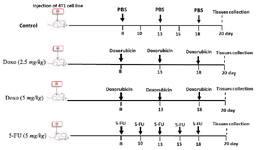 <p>Figure 2. <em>In vivo</em> therapy plan of 4T1 bearing mice. Female Balb/C mice were orthotopically (mammary fat pad) challenged with 4T1 cell line on 0 day. Eight days post tumor inoculation, 4T1 tumor bearing mice were randomly divided into 4 groups (5 mice per group) received different treatments: PBS (control group), doxorubicin at doses of 2.5 <em>mg/kg</em> or 5 <em>mg/kg</em> and 5-FU at dose of 50 <em>mg/kg</em> for twelve days. Mice were sacrificed on day 20 post tumor cell injection and tissues were isolated to analyze by FACS.</p>