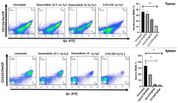 <p>Figure 4. Depletion of splenic and intertumoral MDSCs by 5-FU and doxorubicin. Single cell suspensions were analyzed by flow cytometry to detect MDSCs from spleens and primary tumors. MDSCs express CD11b and Gr-1 surface markers and so gated in double positive population (FITC<sup>+</sup>/ PerCP<sup>+</sup>). Doxorubicin treated mice (dose of 5 <em>mg/kg</em>) showed a significant decrease in frequency of splenic MDSCs comparing untreated mice (p=0.0382). However, 5-FU treatment led to a notably depletion in both splenic and interatumoral MDSCs comparing to control group (p=0.0276 and p=0.0067, respectively). Plots show MDSCs frequency of one representative mouse from each group.</p>