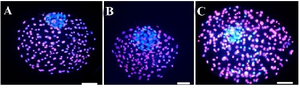 <p>Figure 1. Epifluorescent microscopic imaging of bovine blastocysts produced by different approaches. ICM and TE nuclei were respectively stained with Hoechst 33342 (blue) and PI (red). A) Blastocyst/ Pre IVM, B) Blastocyst/ Pre IVM group (LC IVM), C) Blastocyst/control (scale bar: 30 <em>&mu;m</em>).</p>
<p>ICM; Inner Cell Mass, TE; Trophectoderm, and PI; Propidium Iodide.</p>
