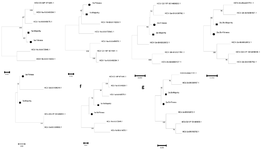 <p>Figure 3. Phylogenetic tree analyses. Three unrooted Maximum Likelihood-based phylogenetic trees for HCV CSs generated by Fitness and Majority algorithms from every five subtypes (1a, 1b, 2a, 2b &amp; 3a) and two inter subtypes (1a-1b &amp; 2a-2b) were rendered through MEGA11software and calculated by the bootstrap method using 1000 replicates [34] using HCV reference sequences for each genotype and confirmed subtypes: a: 1a, b: 1b, c: 2a, d: 2b, e: 3a, f: 1a-1b, g: 2a-2b (■: Majority, ●: Fitness).</p>