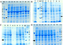 <p>Figure 1. SDS-PAFE analysis of the addition of various solubilizing agents to the lysis buffer on soluble TEV protease production in <em>E. coli</em> BL21 (DE3) and Origami. A) N23F in Origami. Lane M: protein marker, lane 1: albumin, lane 2: trehalose, lane 3: betaine, lane 4: xylitol, lane 5: glycine, lane 6: manitol, lane 7: proline, lane 8: sodium selenit, lane 9: CuCl<sub>2.</sub> B) N23F in BL21 (DE3). Lane M: marker, lane 1: trehalose, lane 2: albumin, lane 3: bataine, lane 4: xylitol, lane 5: CuCl<sub>2</sub>, lane 6: manitol, lane 7: proline, lane 8: glycine, lane 9: sodium selenit. C) Wtev in Origami. Lane M: marker, lane 1: albumin, lane 2: trehalose, lane 3: bataine, lane 4: xylitol, lane 7: manitol, lane 8: proline, lane 9: glycine. D) wTEV in BL21 (DE3). Lane M; marker, lane 1: albumin, lane 2: trehalose, lane 3: bataine, lane 4: xylitol, lane 5: glycine, lane 6: manitol, lane 7: proline, lane 8: sodium selenit, lane 9: CuCl<sub>2</sub>.</p>